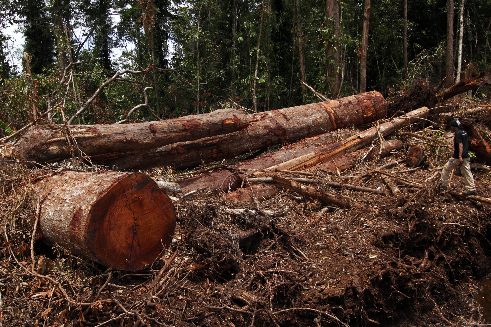 Illegal Logging and Encroachment